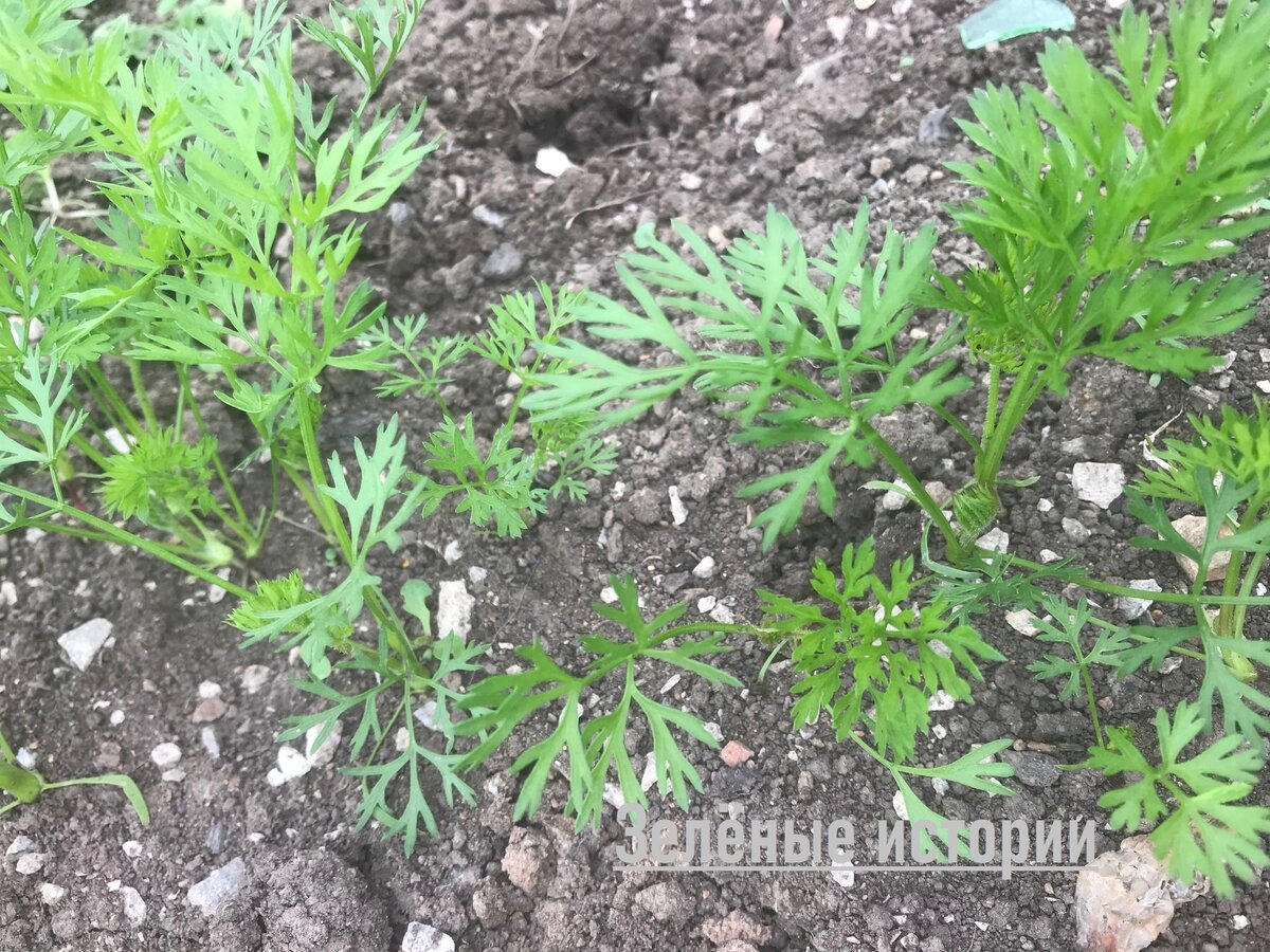 Бесплатная добавка в почву, чтобы морковка росла крупной и ровной, без корявостей