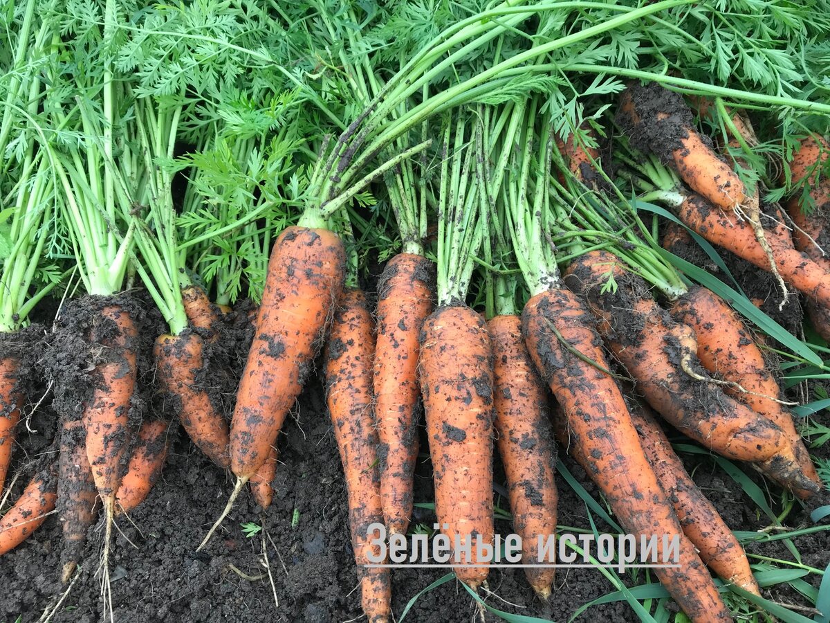 Эту морковь выкапывали в октябре и почва была уже сильно обводнена