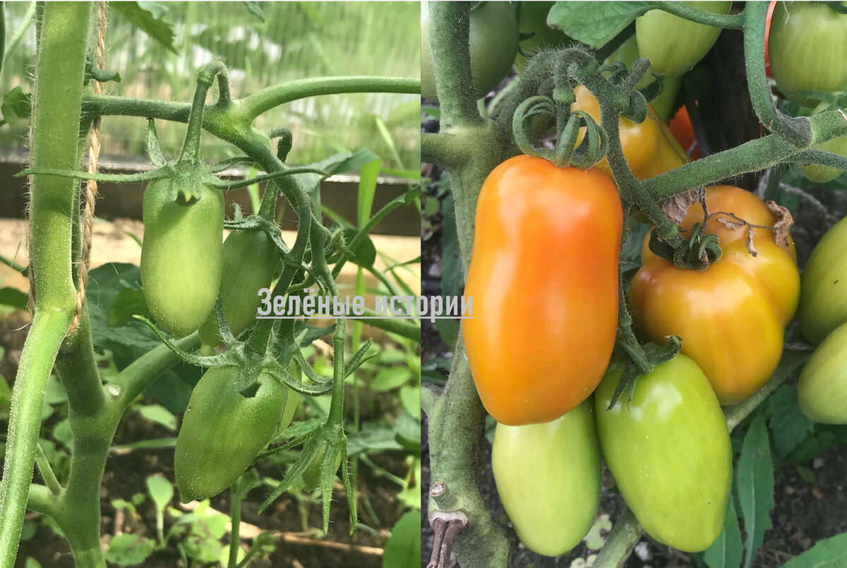 Провожу первую подкормку томатов и перцев – обеспечиваю отличный рост в неблагоприятных условиях
