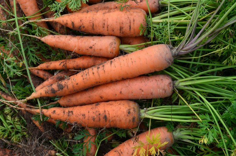 Урожай моркови.
