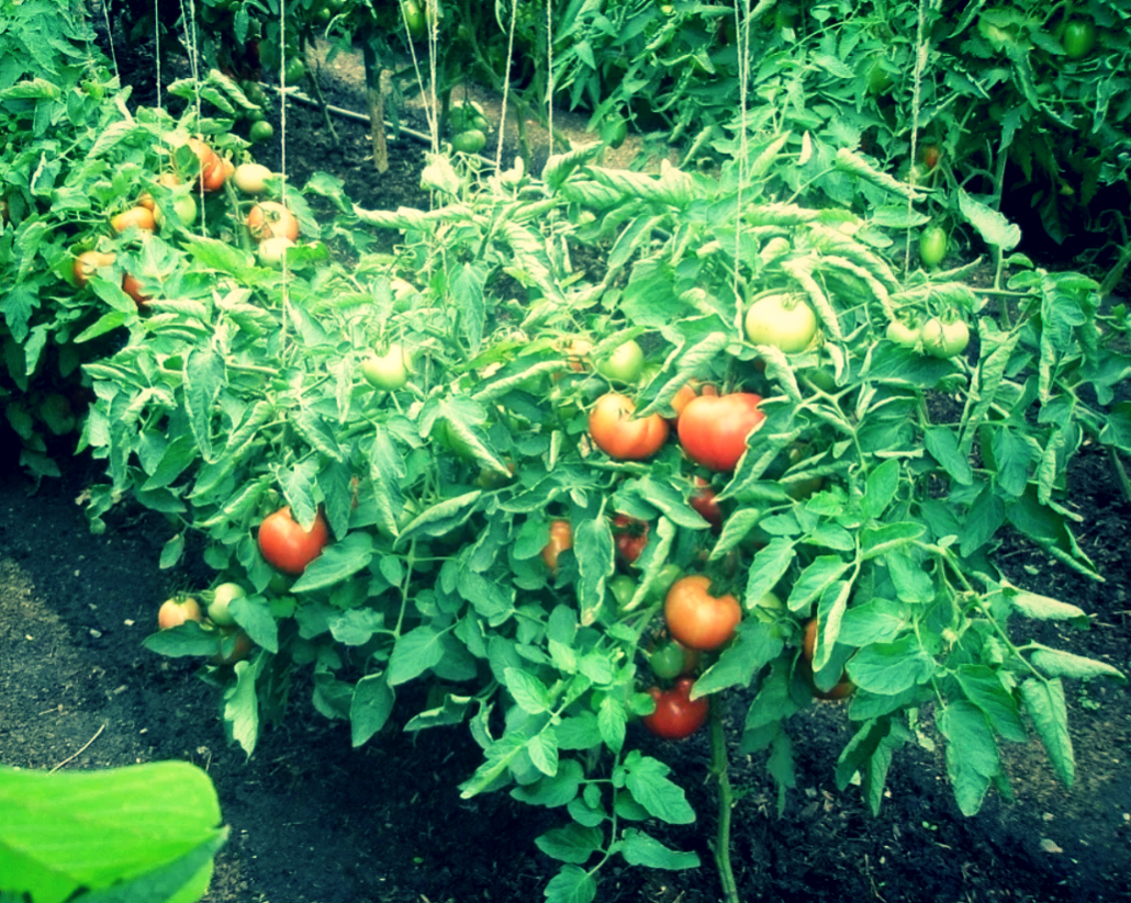 Грядки томатов