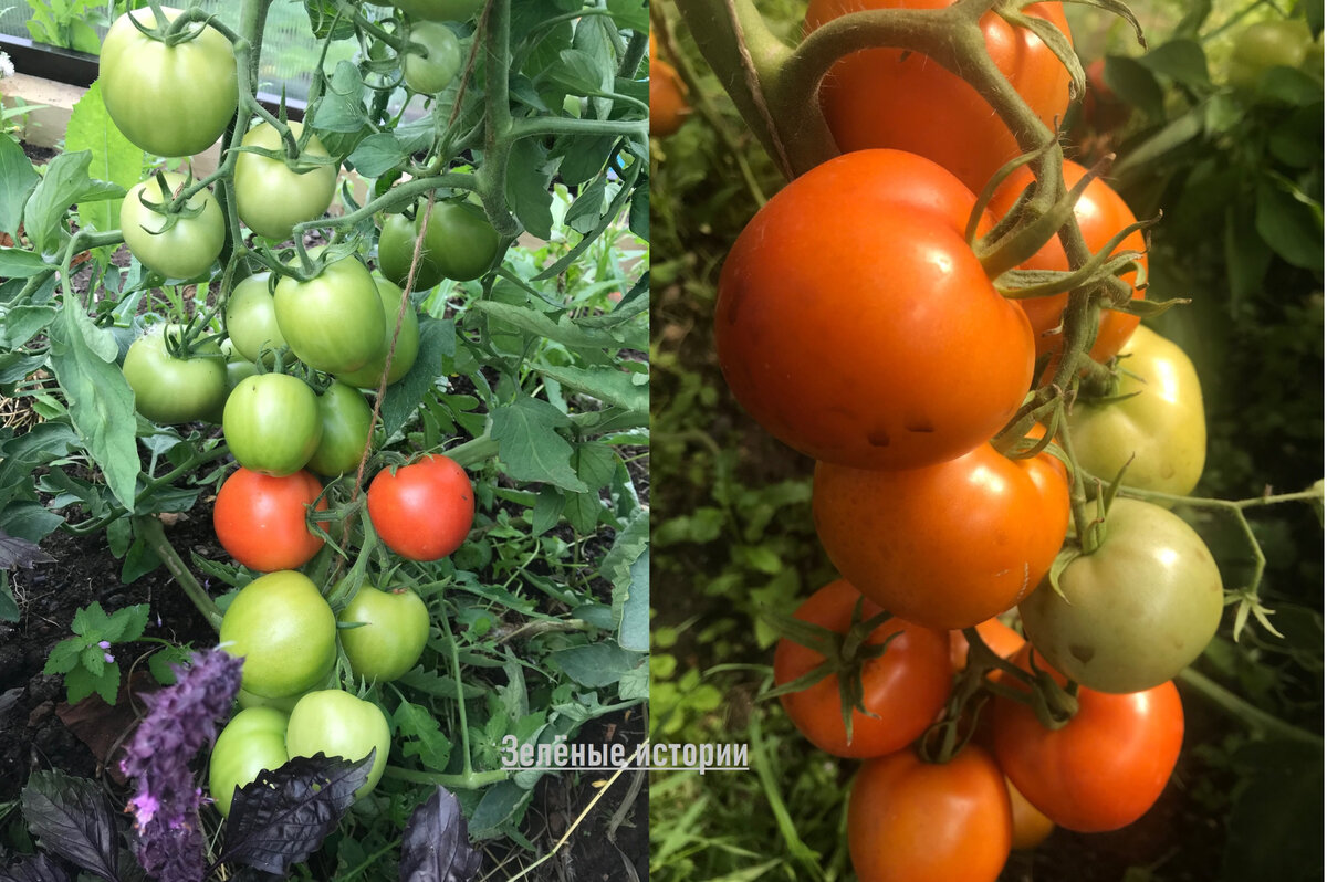 Досадные ошибки в пасынковании томатов, которые резко сокращают урожайность