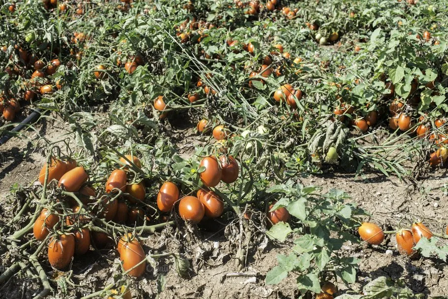 вот так растут томаты в поле и полив им не нужен