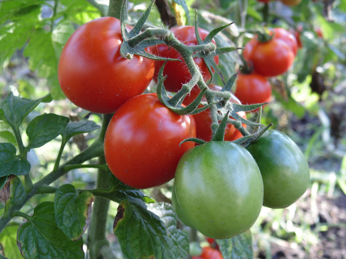 Губительные ошибки при поливе томатов